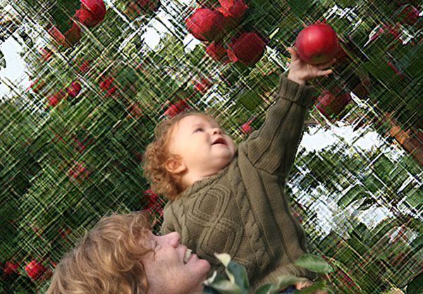 Recogida de manzanas en Quebec