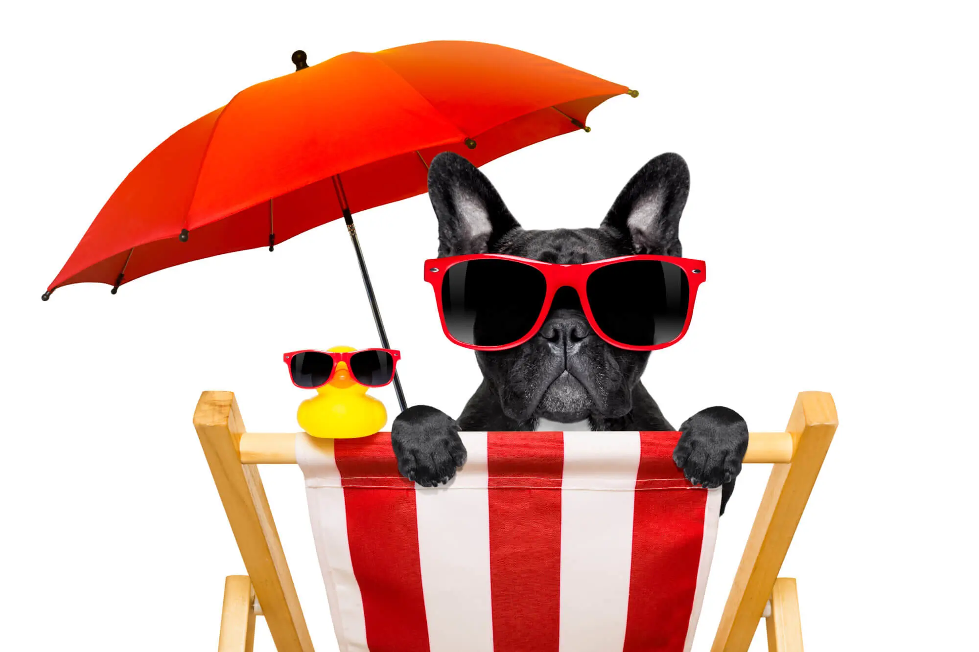 dog beach chair in summer french bulldog dog on a beach chair or hammock at the beach relaxing on summer vacation holidays,with red umbrella, isolated on white background
