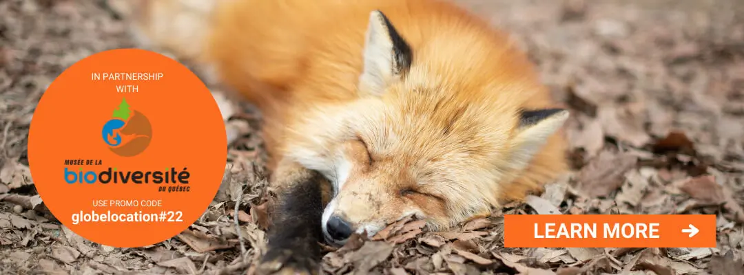 fox sleeping